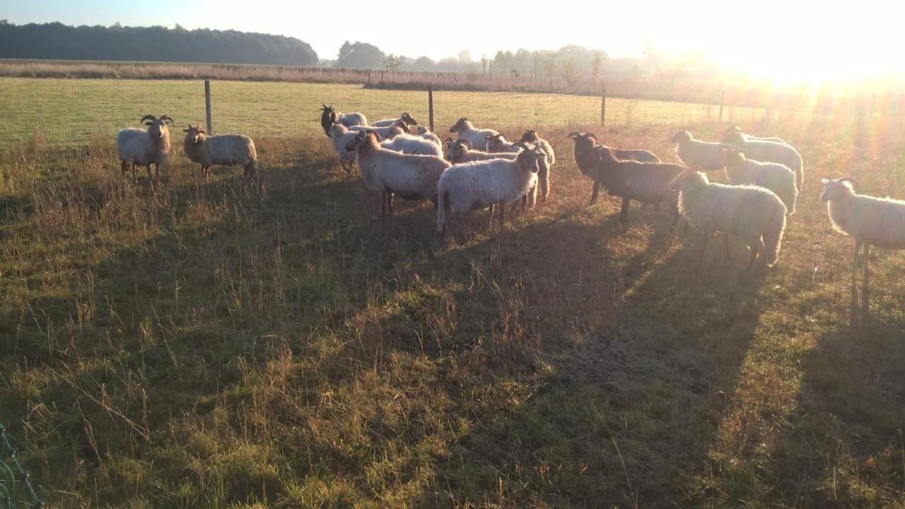 Onstwedde Pipowagen Elsebein Groningen Westerwolde Unieke Ligging Met Eigen Tuin En Vrij Uitzicht Over Veld Naar Natuurgebied المظهر الخارجي الصورة